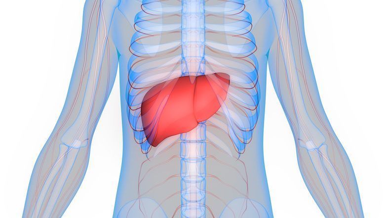 Your Liver, Your Life